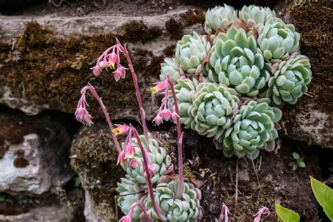 How to Grow Echeveria Succulents | Gardener's Path