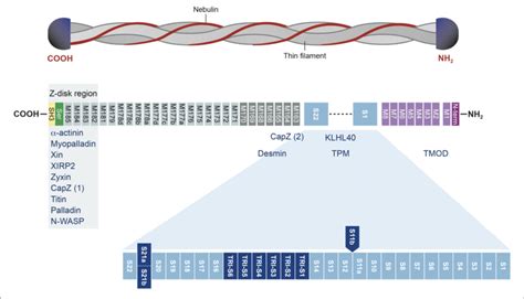 | Structure of the nebulin protein and binding partners. Nebulin gene ...