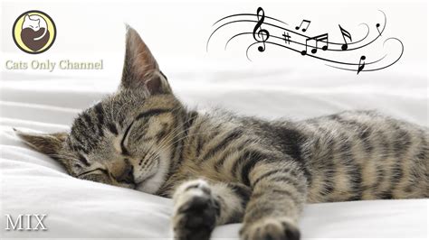 10 Hours Of Relaxing Music For Cats Harp Music To Calm Cats Youtube