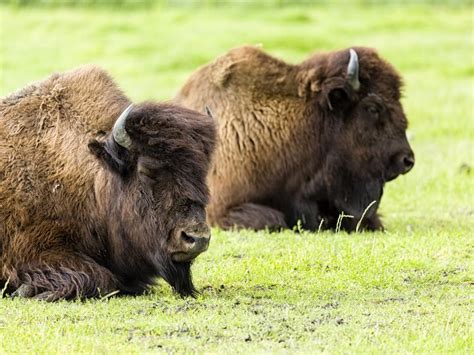 Spotted Wood Bison | Alaska Grizzly Safaris