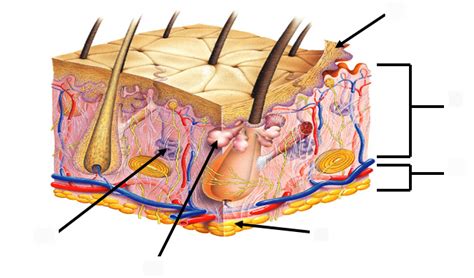 Integumentary System Quiz Diagram Quizlet