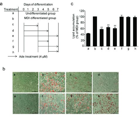 Adenanthin Inhibited Adipogenesis At The Early Stages Of 3T3 L1