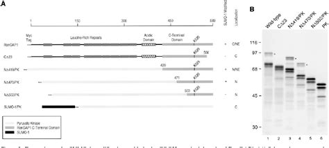 Figure From Sumo Modification And Its Role In Targeting The Ran