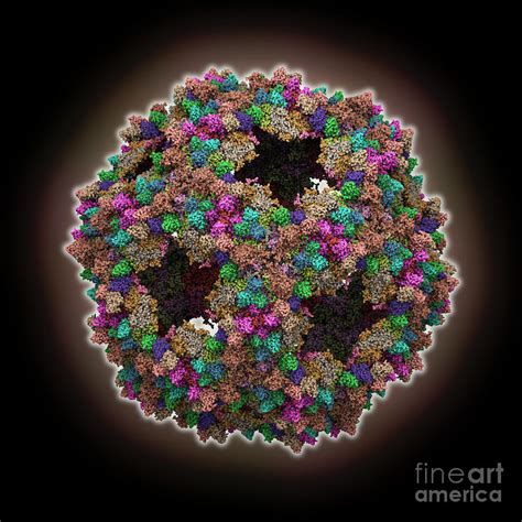 Ralstonia Gp Phage Capsid Photograph By Laguna Design Science Photo