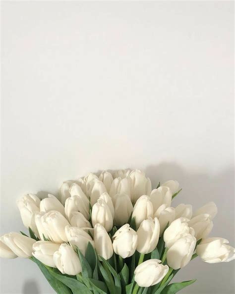 White Tulips Tulips Flowers White Flowers Beautiful Flowers Spring