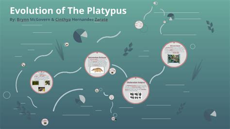 Evolution of The Platypus by Cinthya Hernandez on Prezi