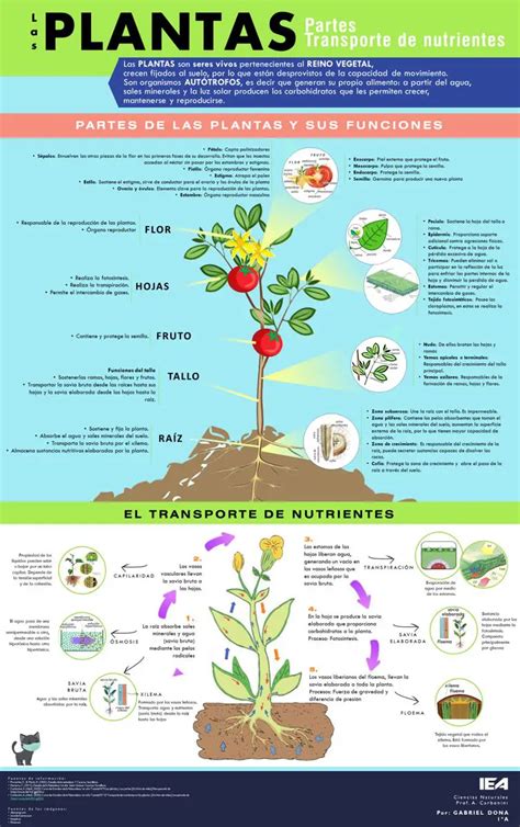 Infograf As De Plantas