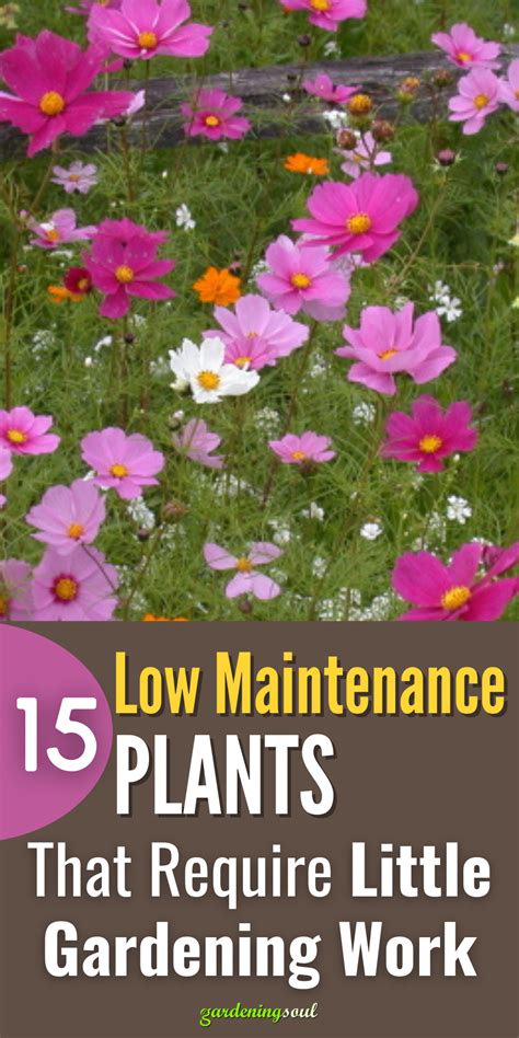 15 Low Maintenance Plants That Require Little Gardening Work Low Maintenance Plants Low