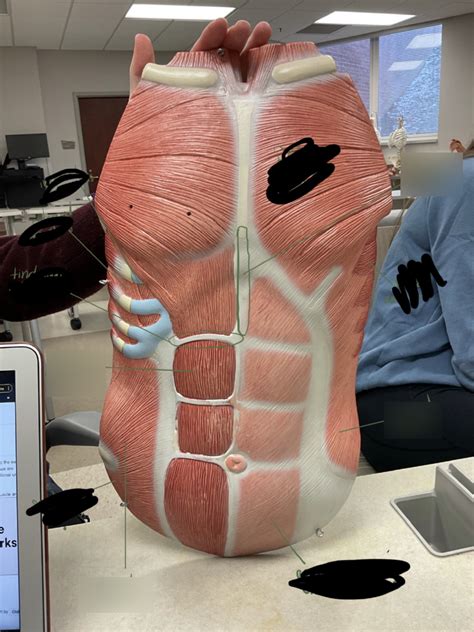 Abdominal And Lower Muscles Lab Practical Diagram Quizlet