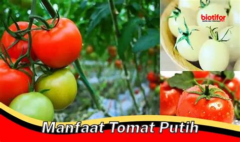 Temukan Manfaat Tomat Putih Yang Luar Biasa Jarang Diketahui Biotifor