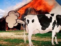 7 Cow farting ideas | cow, fart, fart humor