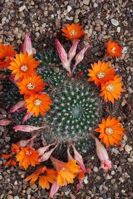 Kaktus Kakteengewächse Cactaceae Kostenloses Foto Auf Pixabay Pixabay