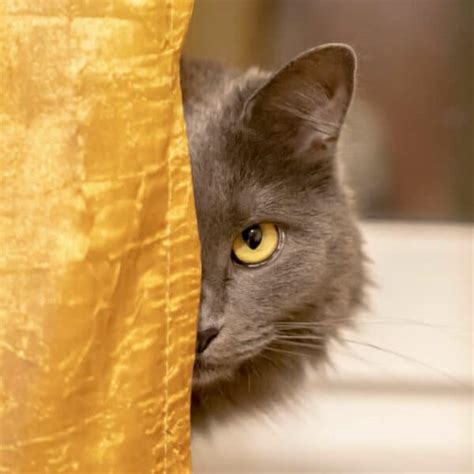 What Causes Matted Cat Fur & How Can I Get Rid of It?