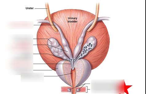 The Ductus Deferens And Accessory Glands Diagram Quizlet