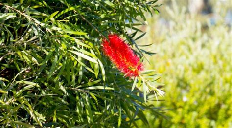 27 Types of Flowering Bottlebrush Plants For Your Garden