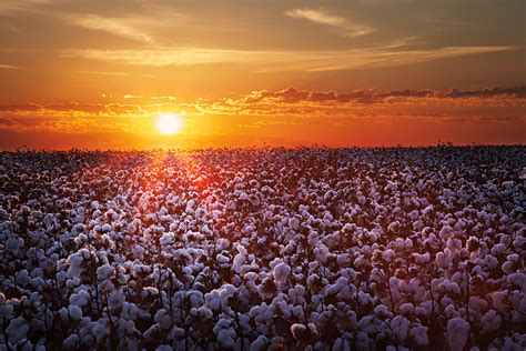 Cotton Fields on Behance