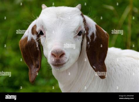 Boer Goat Goatling Stock Photo Alamy