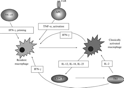 Macrophages Activation