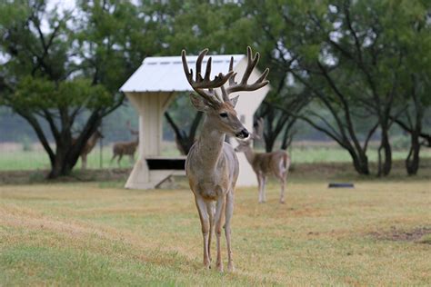 New CWD case, TPWD launches awareness campaign - Texas Farm Bureau