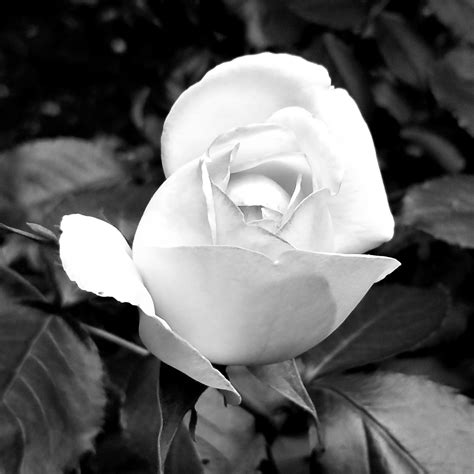 Black and White Photography Print of a White Rose in Bloom, Blooming ...