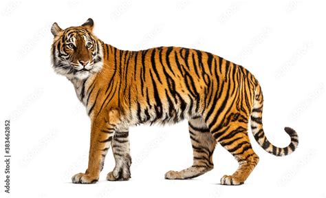 Side view, profile of a tiger standing, isolated on white Stock Photo ...