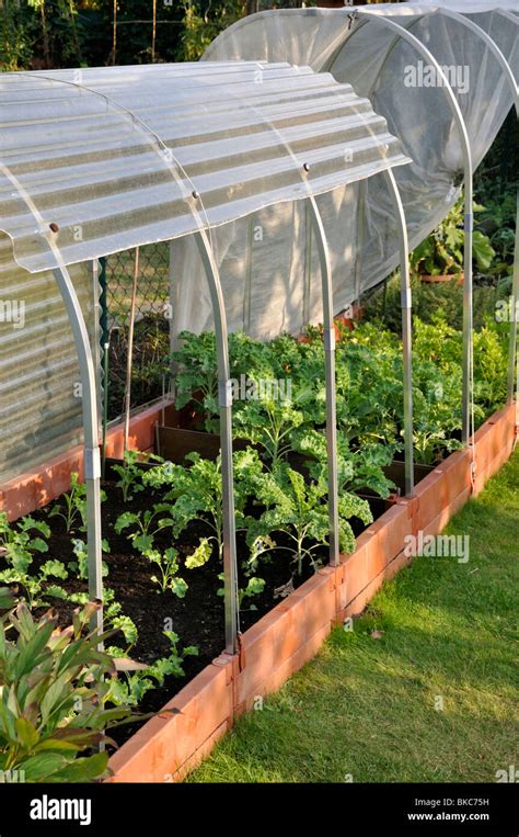 Green Cabbage Brassica Oleracea Var Sabellica In A Raised Vegetable