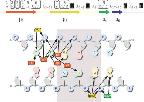 Model of the WRKY–DNA-binding interface. The molecular dynamics ...