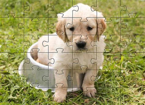 Fun Dogs | Dog Jigsaw Puzzles - Pet Friendly