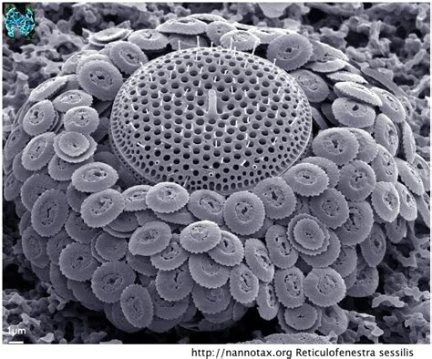 Tywkiwdbi Tai Wiki Widbee A Coccolithophorid Haptophyte A Centric