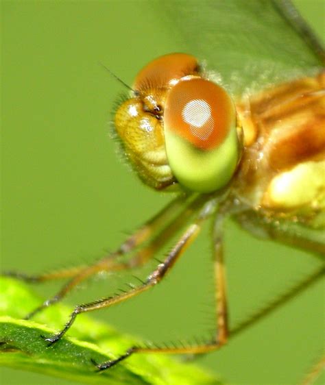 Dragonfly Compound Eye Details Taken With An Olympus Sp 59 Flickr