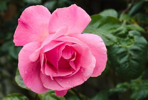 Plantas Con Flores Rosas