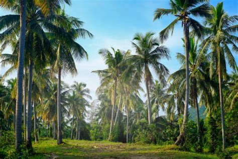 17000 Coconuts Farm Stock Photos Pictures And Royalty Free Images Istock