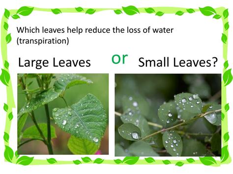 Ppt Transpiration In Plants Comparing Leaves Powerpoint