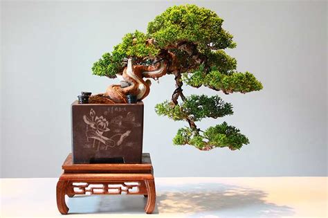 Juniper Bonsai Cascade