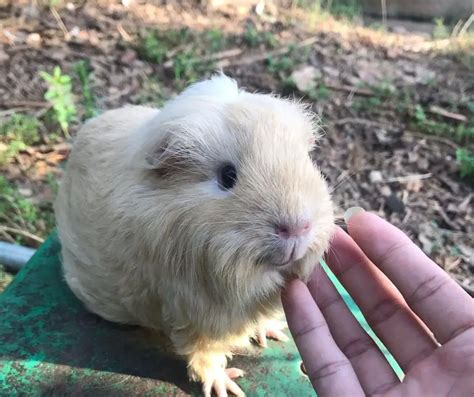 Why Does My Guinea Pig Lick Me More Guinea Pigs