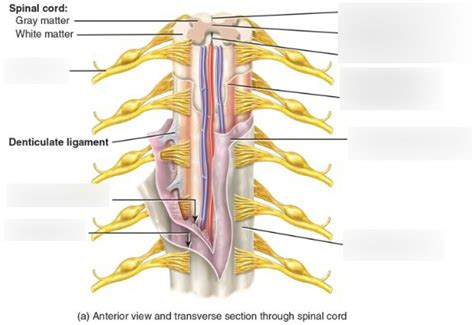 Bio 130 Parts Of The Spinal Cord Diagram Quizlet