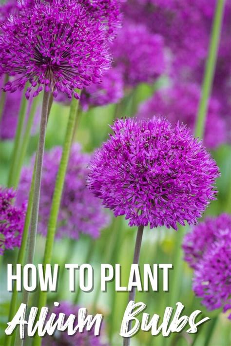 How to Plant Allium Bulbs in Fall - growhappierplants.com