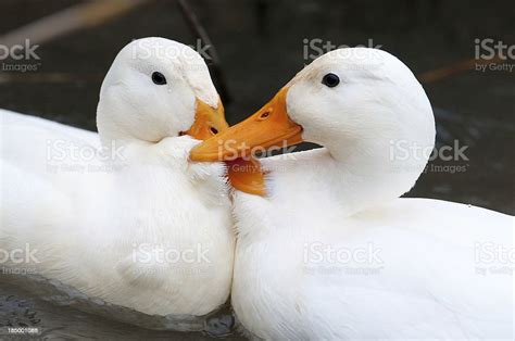 Two White Ducks Kissing Stock Photo - Download Image Now - Affectionate ...