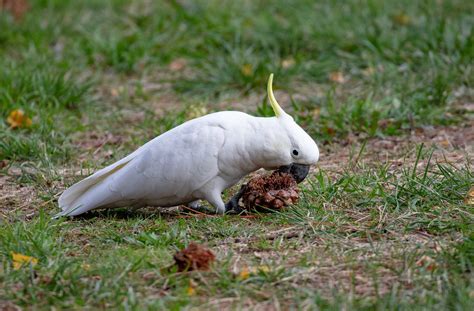 Sulphur-crested Cockatoo - ZooChat