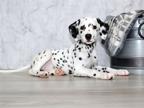 Dalmatian-DOG-Female-White / Black-2243455-Petland Lewis Center