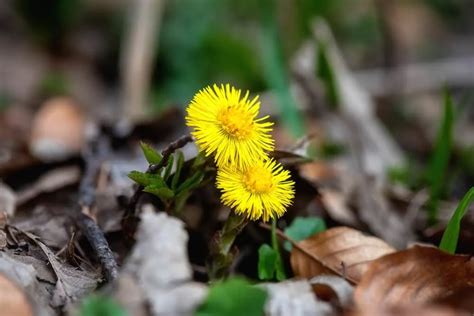 15 Weeds With Blue Flowers 🔍️ [blue Weed Identification Guide ]