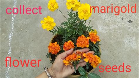 How To Collect Marigold Flower Seeds Save Marigold Flower Seeds