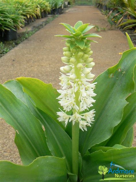 EUCOMIS ZAMBESIACA Dwarf Pineapple Lily A dwarf form, with apple green ...