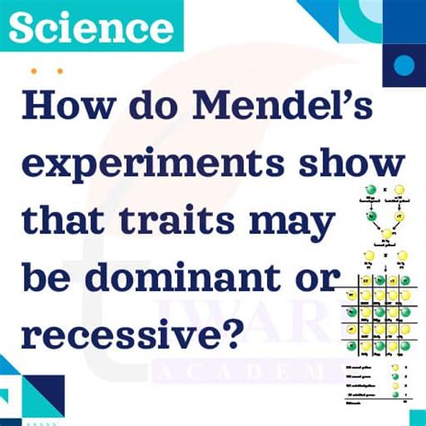 How Do Mendels Experiments Show Traits May Be Dominant Or Recessive