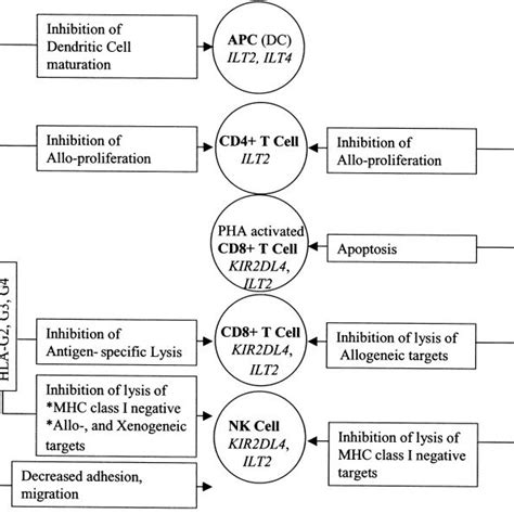 The In Vitro Effects Of The Various Membrane Bound And Soluble Hla G