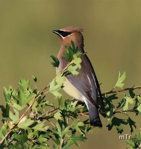 Birds of a Feather - Mike Reardon Wildlife