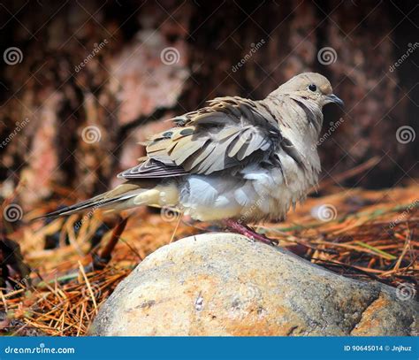 Mourning Dove Fluffing His Feathers Stock Photo Image Of Dove