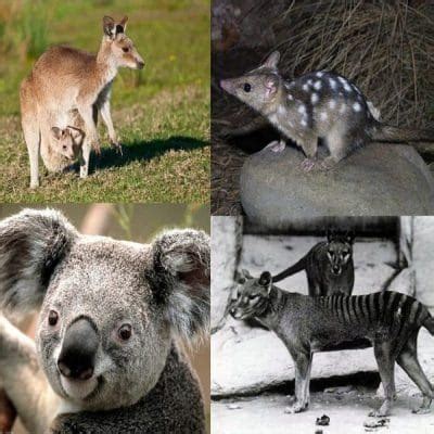 What are Marsupials?, Characteristics and More ️ Postposmo | Postposmo