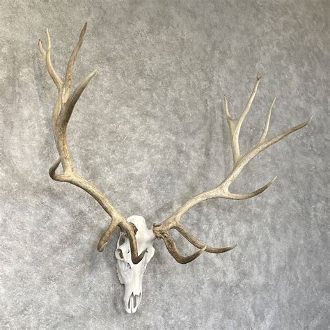 7 Best Elk Skull Mounts From Reputable Taxidermist For Sale