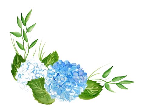 Hydrangea Flower Colorful Plant Garden Png